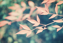 江苏苏宁队斩获胜利，轻松晋级下一轮